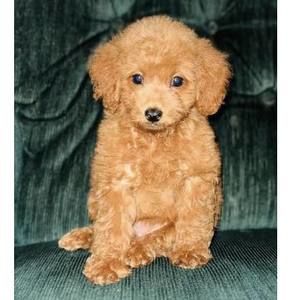 Meet your Posher, Debbie